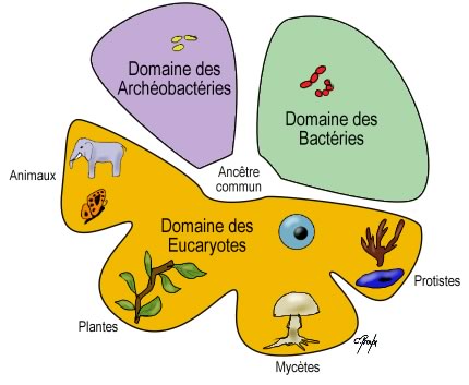exemple de eucaryote
