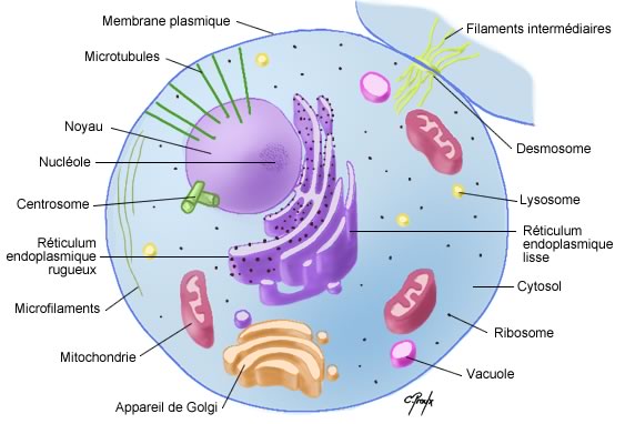 cellule animal