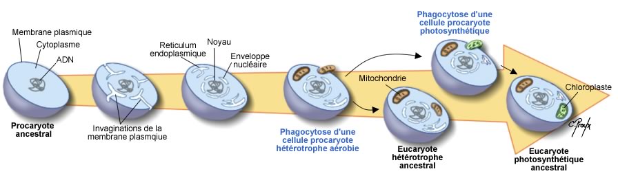 Evolution des eucaryotes : intégration des mitochondries et des chloroplastes