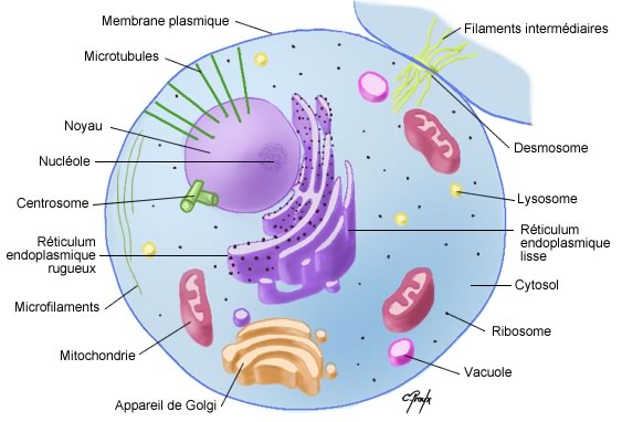Structure de la cellule animale