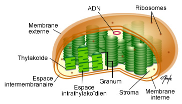 structure  "de chloroplaste"