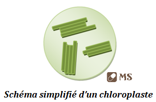 Le chloroplaste