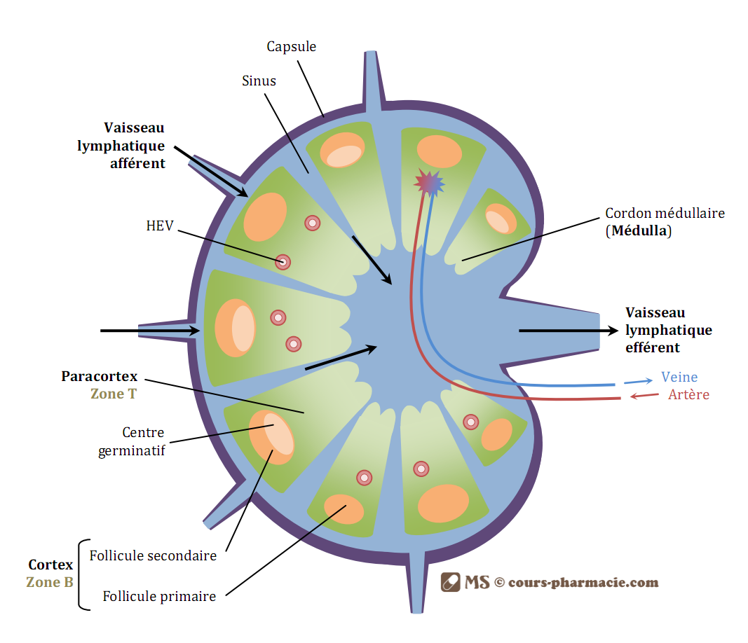 La protection des organes