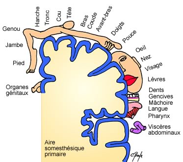 Homonculus sensitif de l'aire somesthésique primaire