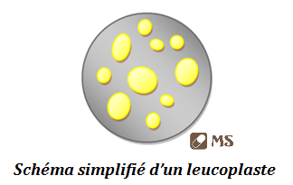 Le leucoplaste