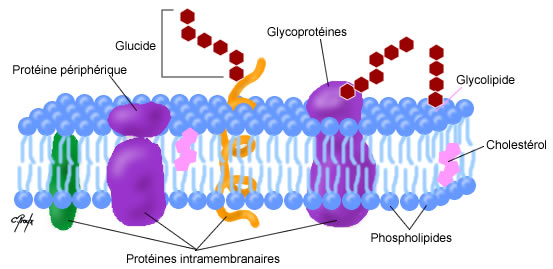Sch ma Simple De La Membrane Cellulaire Diffusion Et Transport Passif Sch ma Simple De La Membrane Cellulaire Diffusion Et Transport Passif
