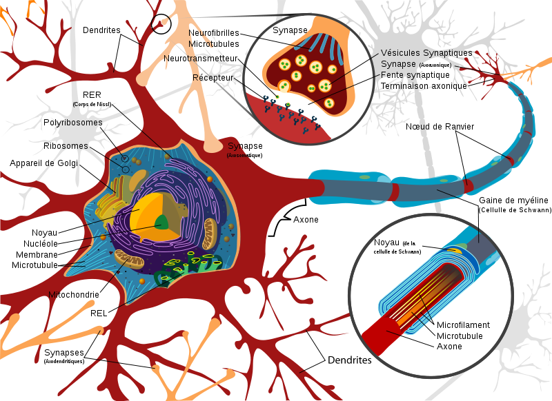 Structure neuronale et synapses