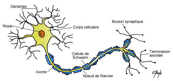 Morphologie du neurone
