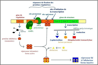 BIOLOGIE MOLECULAIRE: 19. Régulation transcriptionnelle chez les eucaryotes  Flashcards